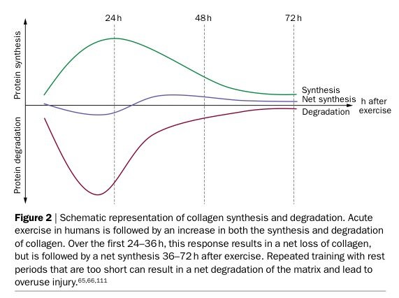 tendon rapair cycle