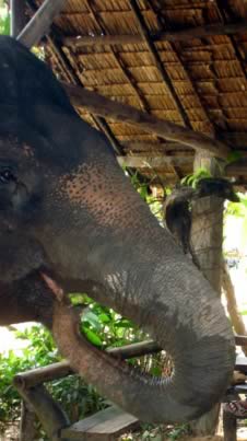 Happy AoNang Elephants  