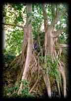 Giant butress tree